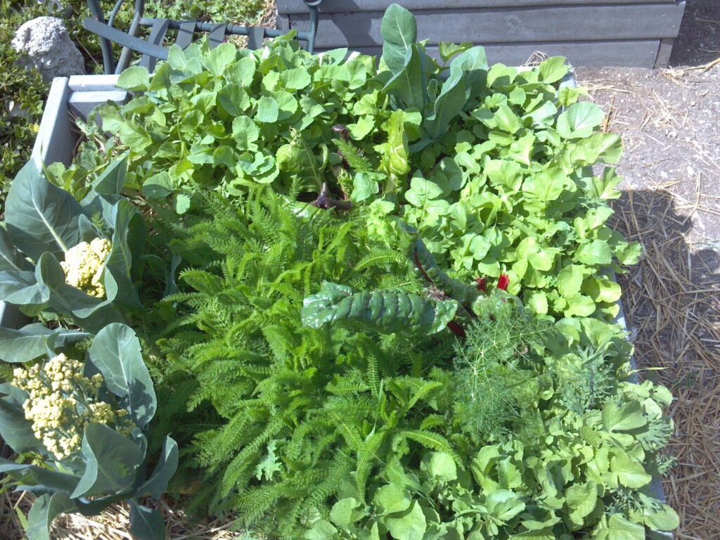 Pacific Unitarian garden